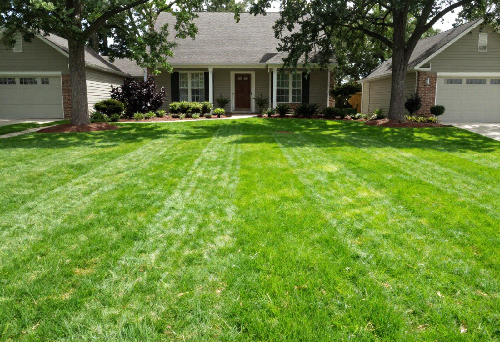 Striped green lawn at golden hour